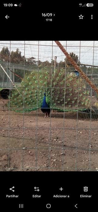 Pavão  asa negra