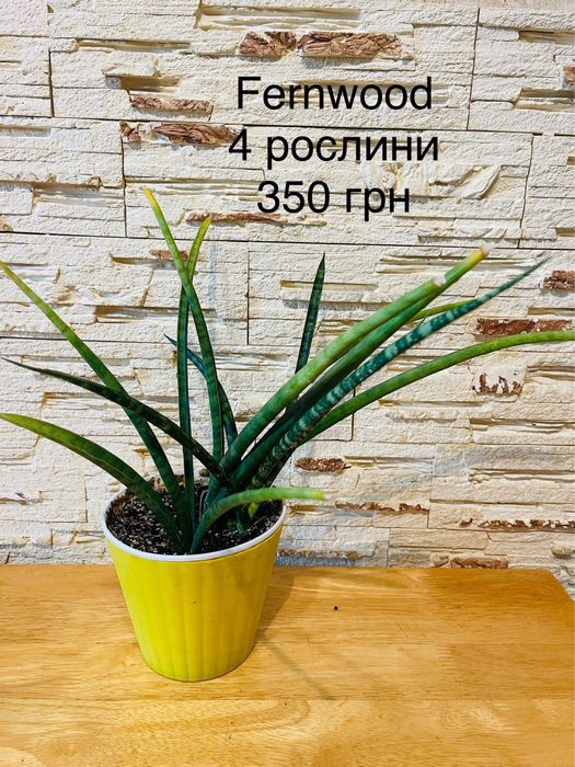 Сансивиерии  адаптированные