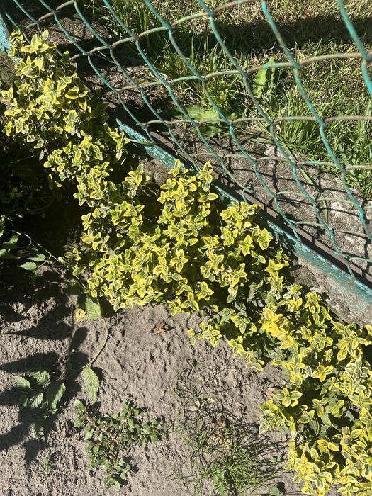 Бересклет //////