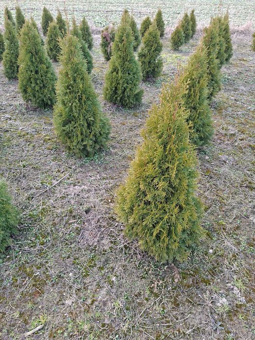 Thuja Smaragd kopana z gruntu