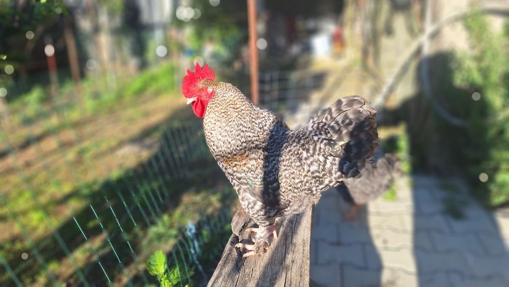 galos pedrês lindos