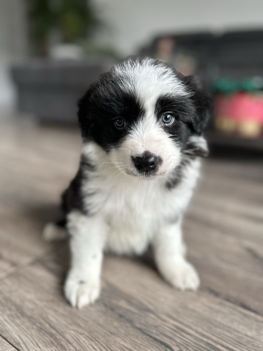 Border Collie Suczka