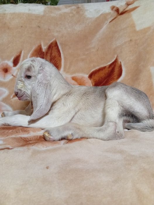 Продам козлика нубо-камори