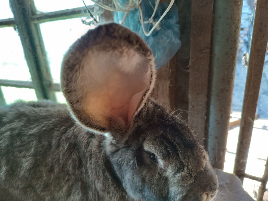 Дорослі кролі фландер