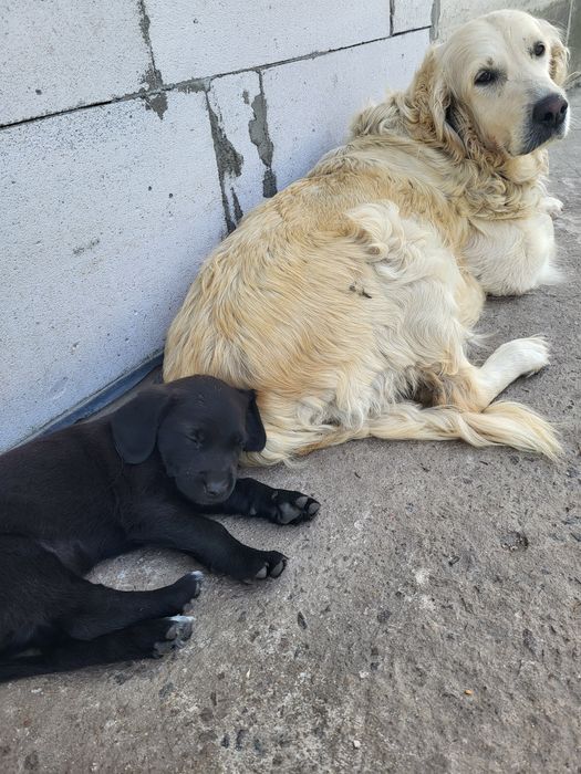 Цуценята в добрі руки