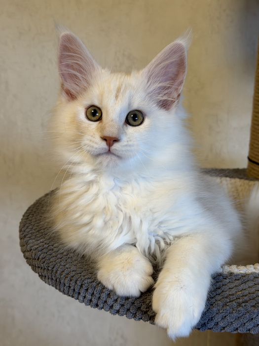 Кошенята Мейн Кун