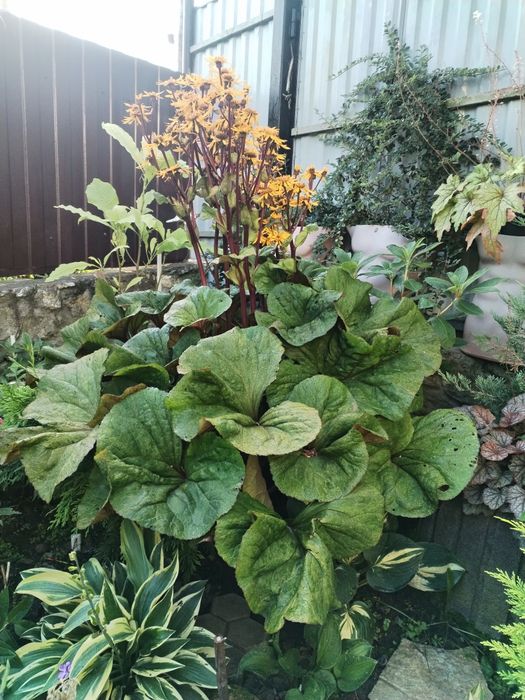 Бузульник,язичник зубчастий Garden Confetti