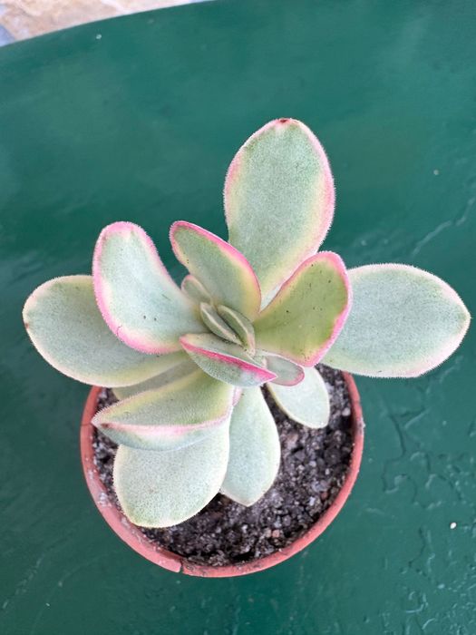 Suculentas Aptenia cordifolia (rosinha- do-sol; Graptopetalum Paraguayense;Sedeveria Letizia; Crassula Money Maker ; Planta- do -ouro etc- preço 0,50€