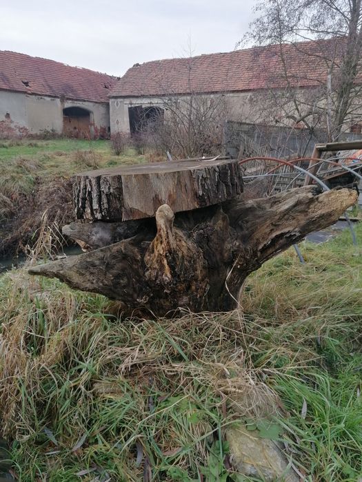 Konar Korzeń Dębowy