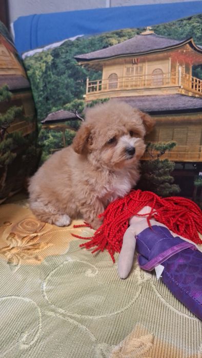 Шикарные мальтипу