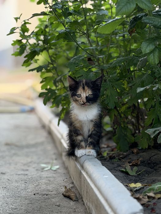 Котики безкоштовно