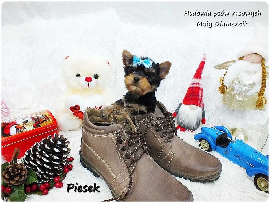 Mini XS !! Malutki Piesek Yorkshire Terrier z Rodowodem i Wyprawką