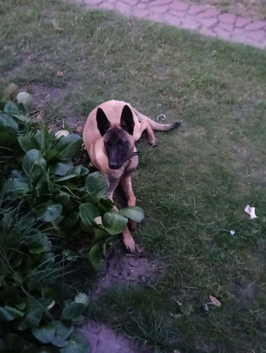 Pies belgijski 14 miesięcy