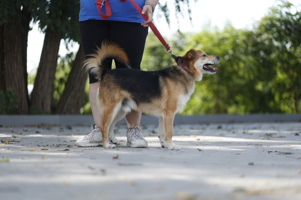 Mały pies 15 kg | Dla aktywnej osoby lub pary
