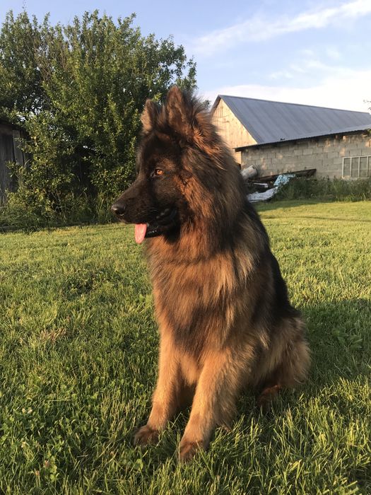 В’язка німецької вівчарки