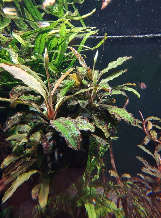 Bucephalandra !!!