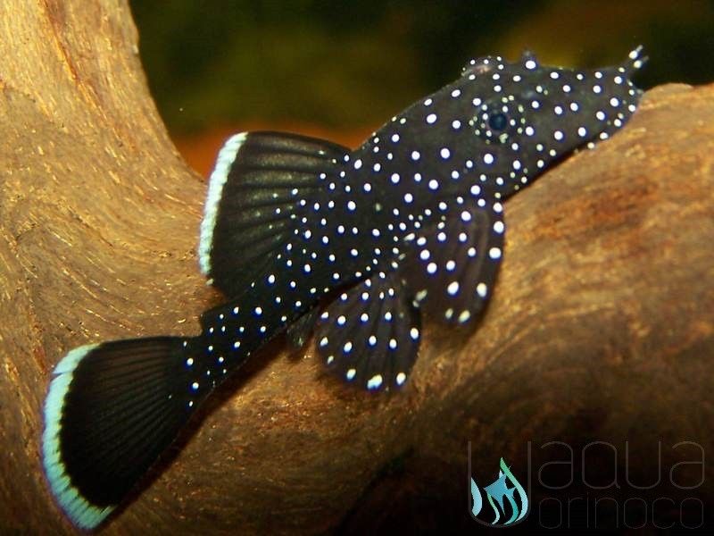 L 134 Peckoltia compta e L183 Ancistrus dolichopterus