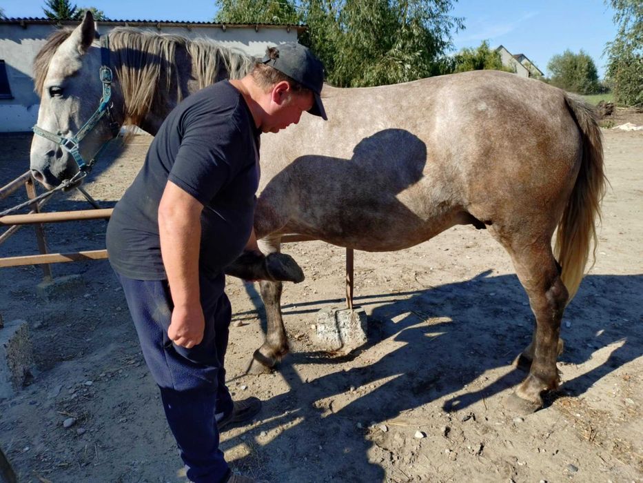 Zaprzęgana źrebna klacz ze źrebakiem