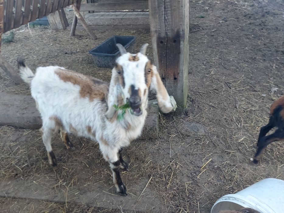 Sprzedam kozy anglonubijską