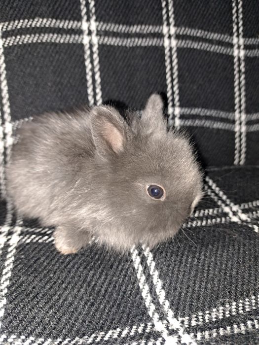 Króliczki miniaturki