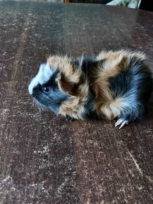 Świnki morskie. Samiczki i samczyki