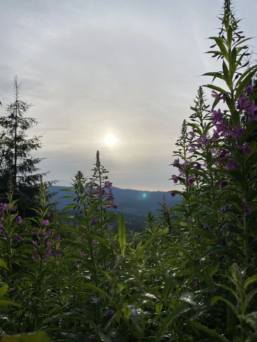 Карпатський Іван Чай ферментований з лавандою, карпатский иван чай