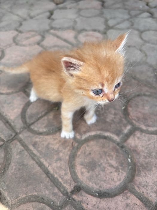 Віддам котиків в добрі руки