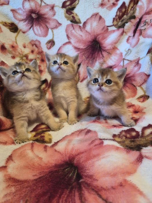 Шотландские котята