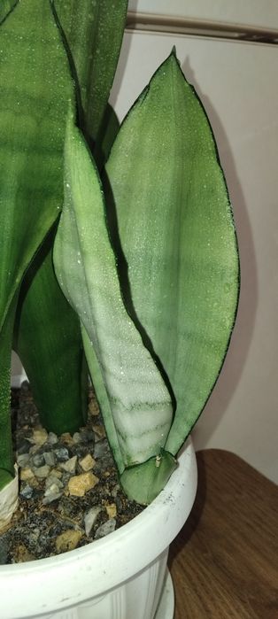 Сансевієрія Блек Корал, Муншайн, ханні Голд, Вітні, Лауренті