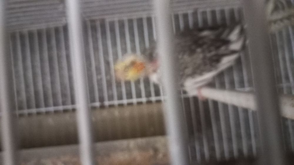 Vendo caturras, piurras e rosicois s entre outros passarinhosinhos