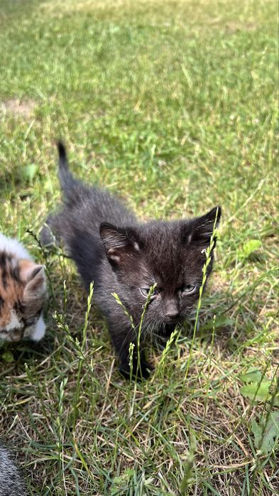 Котики безкоштовно
