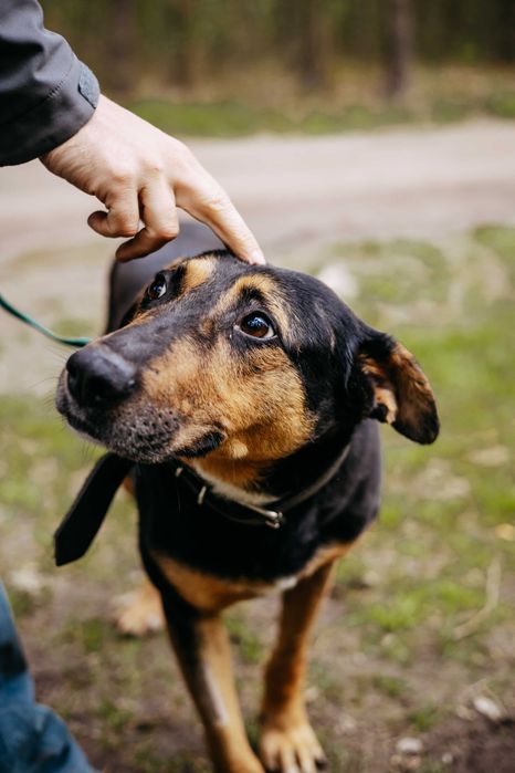 JESION - niesamowity pieszczoch szuka domu