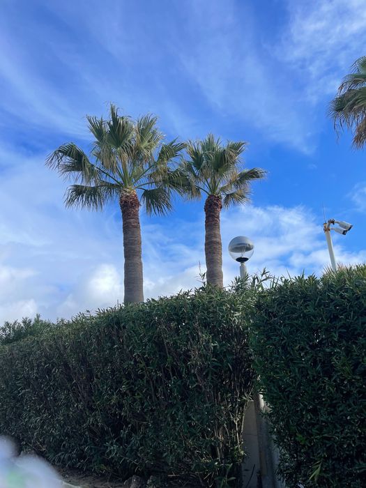 Abate de árvores/Podas e palmeiras