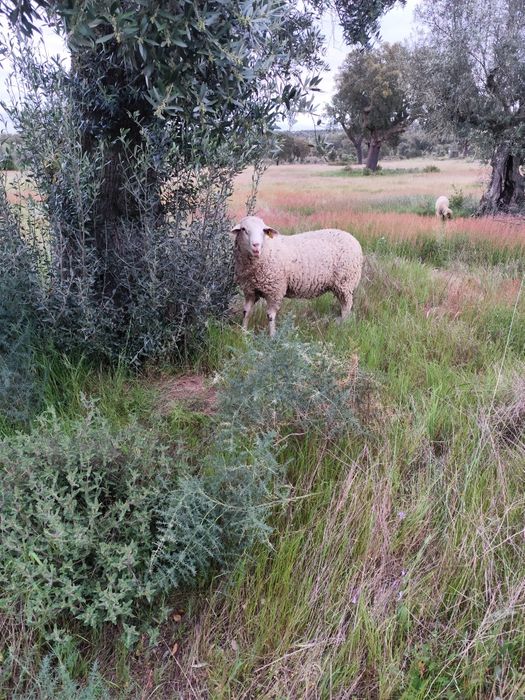 Vendo carneiro  merino sufolk