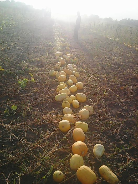 Згортач валкоутворювач гарбузів