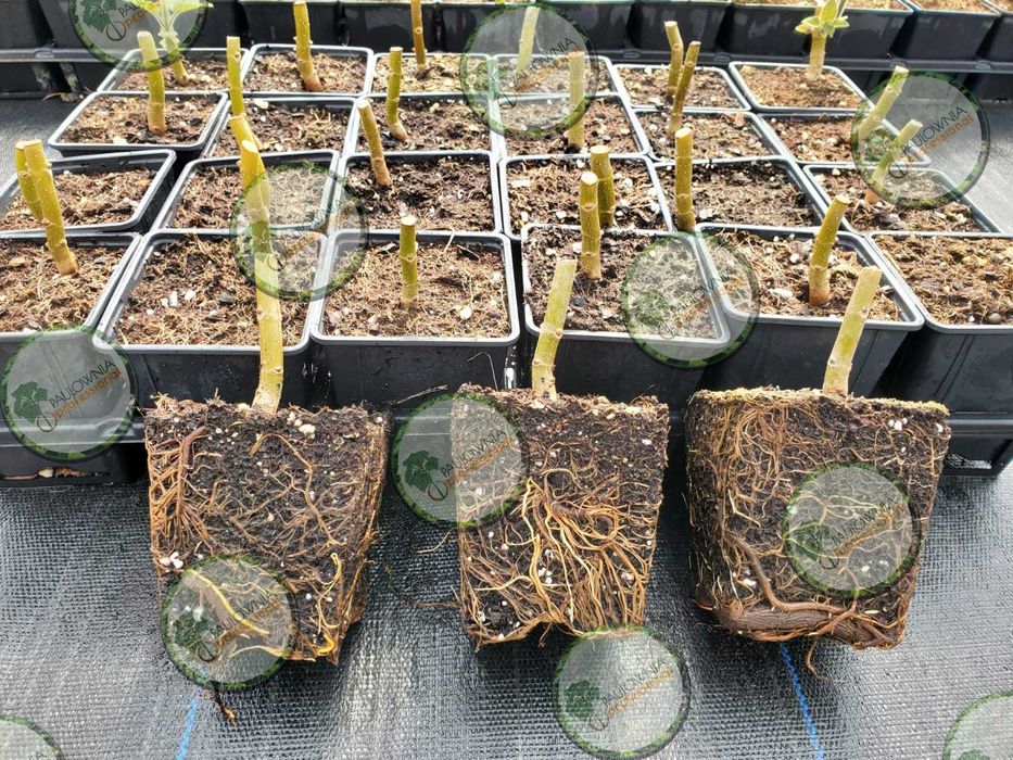 Paulownia Fortunei x Elongata Lote 100ud.