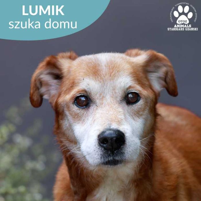 Kochany piesek Lumi szuka domu