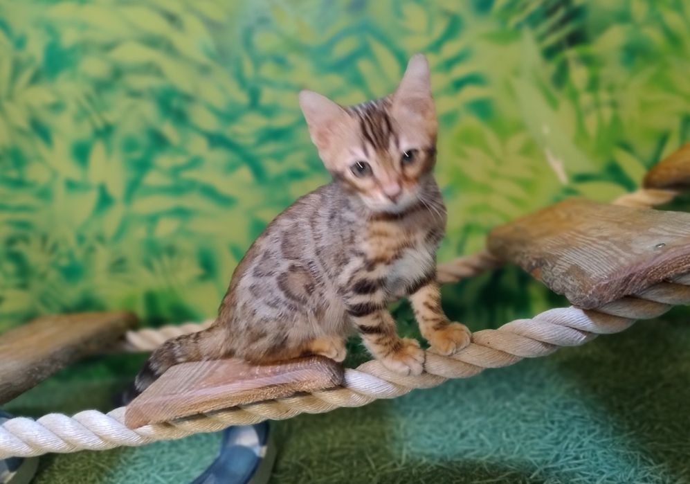 Kot Bengalski kocurek