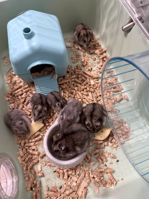 Віддам хомячків є маленькі по 1,5м і по 4 місяці