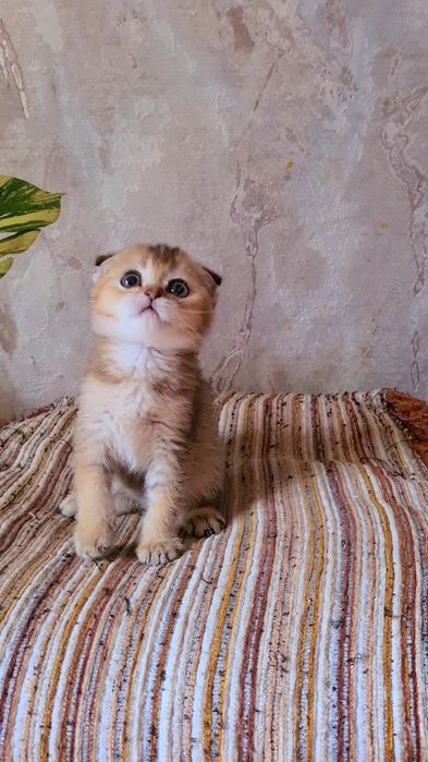Самая  ласковая  малишка золотая шиншилла