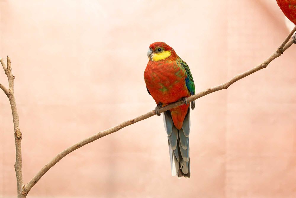 Roselas Stanley para ceder