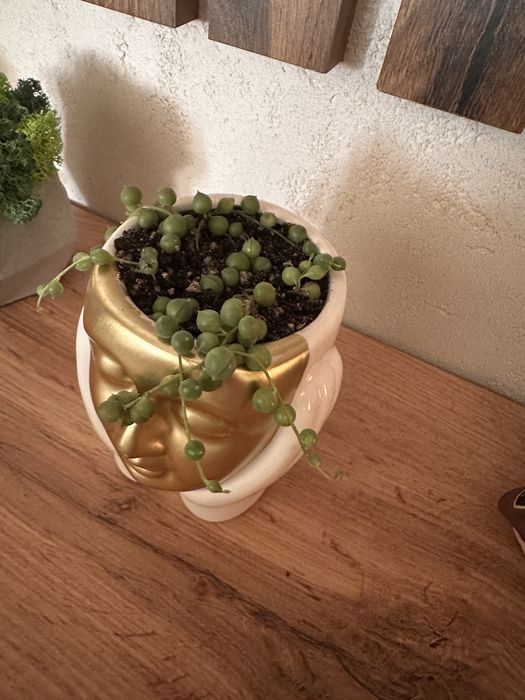 Готовий подарунок хрестовник Роулі (Senecio rowleyanus)