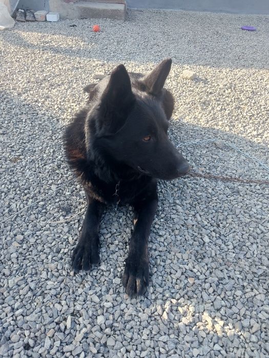 Чорна німецька вівчарка вязка