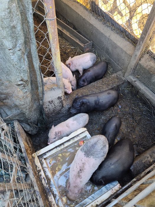 Porcos mini pig para venda