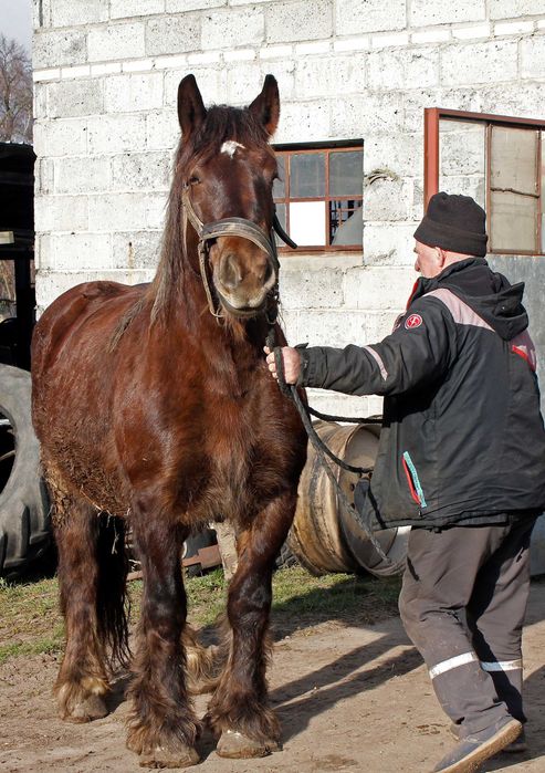 Klacz żrebna, księga główna, 5,5 roku
