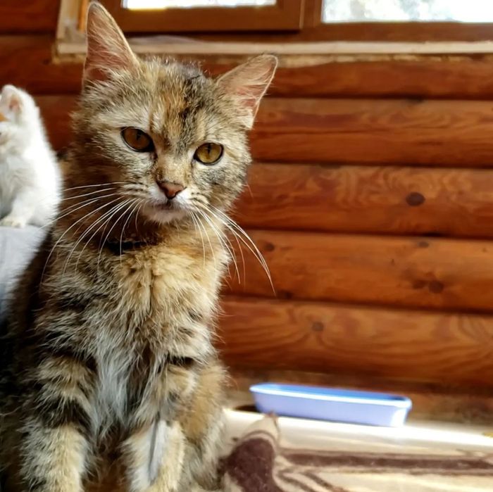 Собаки-щенки-коти