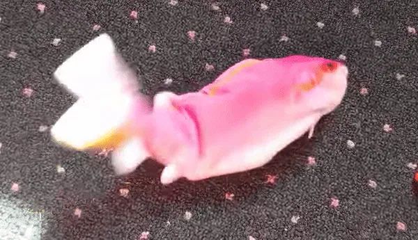 Repair of the Tail for the Moving Fish Toy
