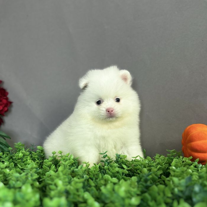 Білоснічна помераночка