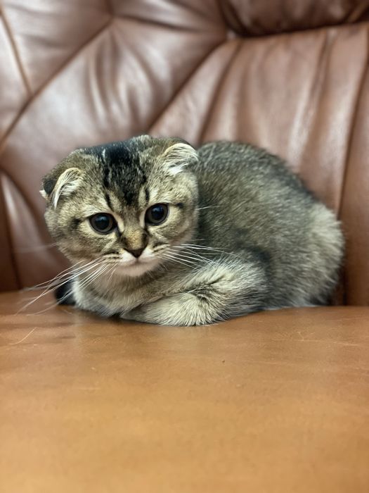 Продається кішечка