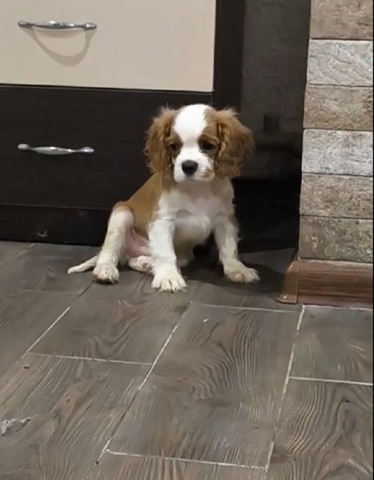 Кавалер Кинг Чарльз спаниель.